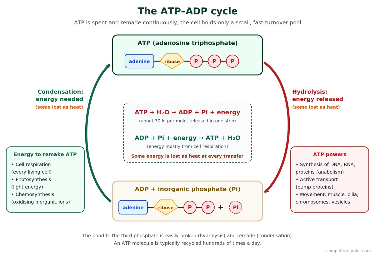 ATP–ADP cycle in cell respiration: ATP hydrolysis powers cell work and respiration remakes ATP from ADP