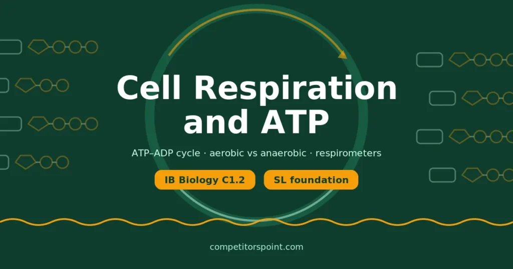 Cell respiration and ATP for IB Biology C1.2 SL: ATP–ADP cycle, aerobic vs anaerobic respiration and respirometers