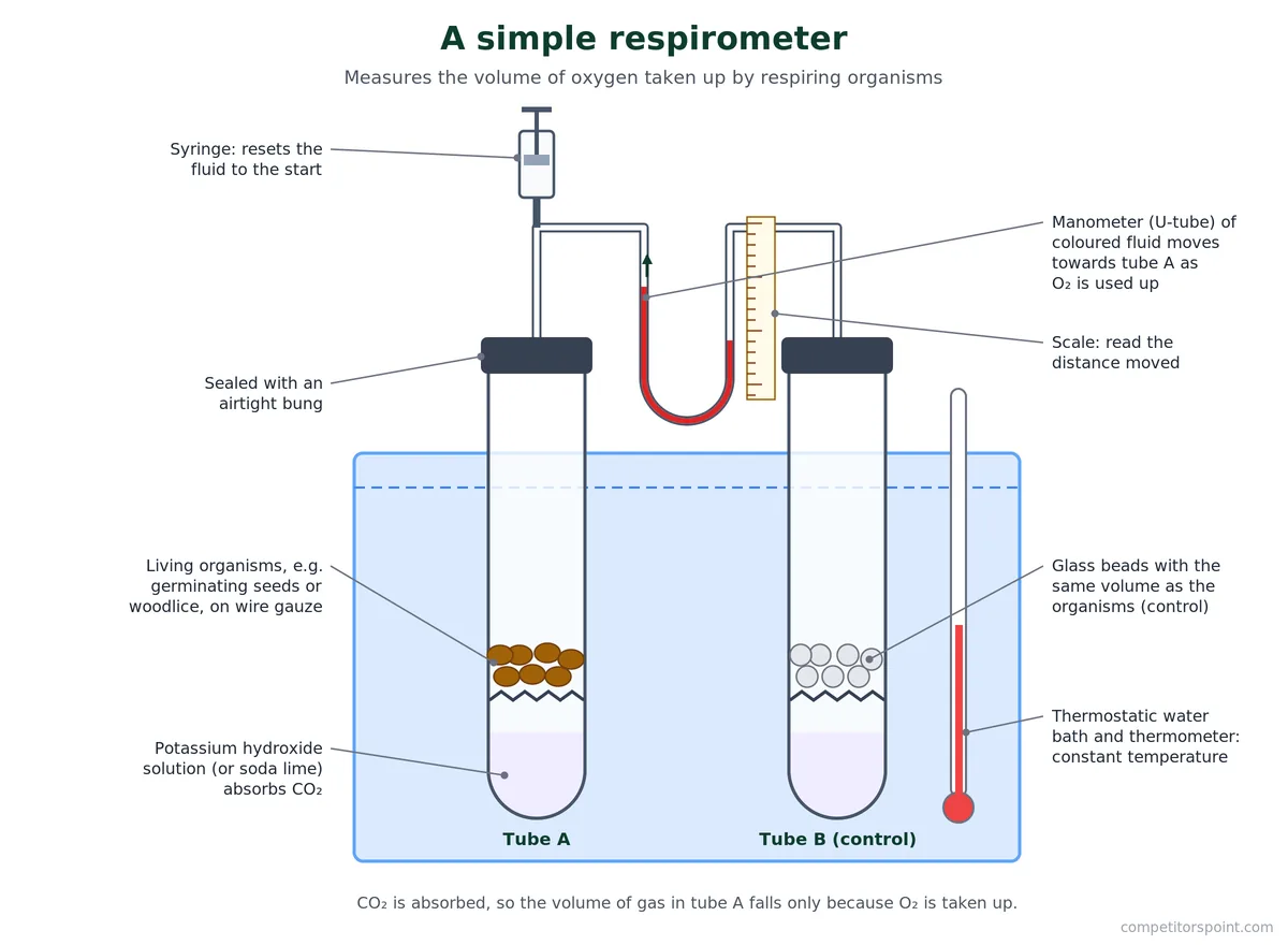 Simple respirometer measuring the rate of cell respiration: seeds over KOH, control tube, U-tube manometer, water bath