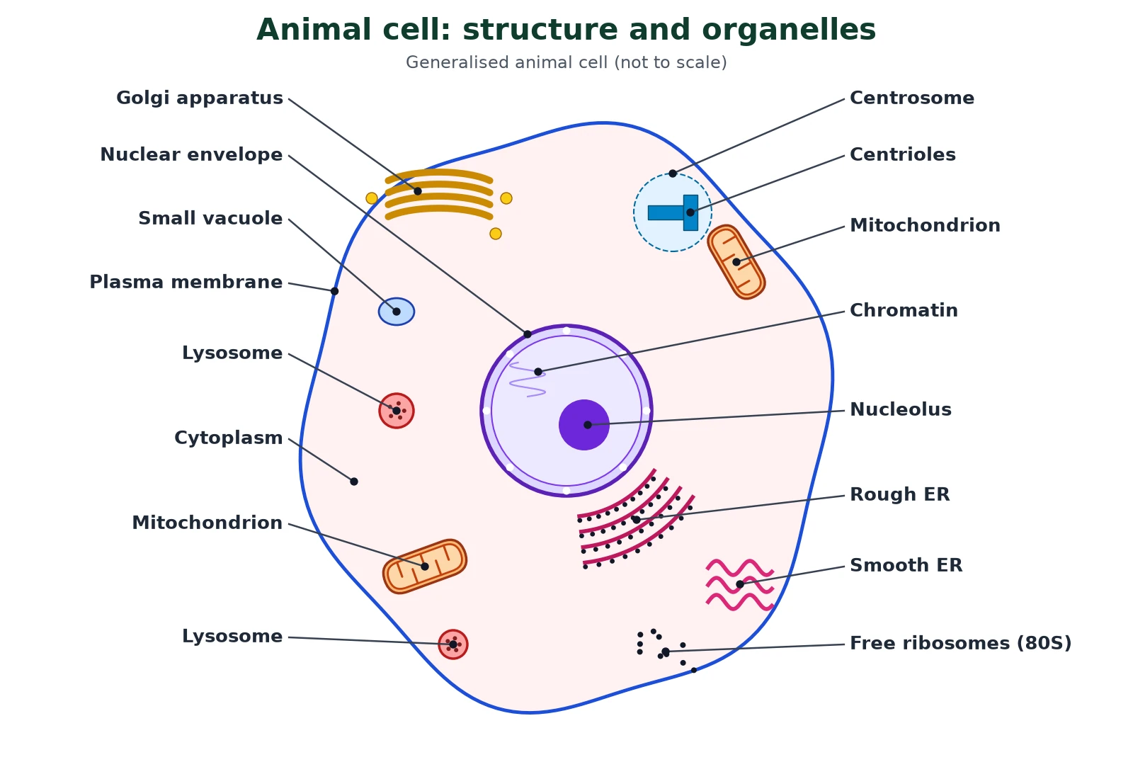 Cell structure of an animal cell: labelled diagram with plasma membrane, nucleus, nucleolus, chromatin, rough and smooth endoplasmic reticulum, Golgi apparatus, mitochondria, lysosomes, centrosome with centrioles and free ribosomes