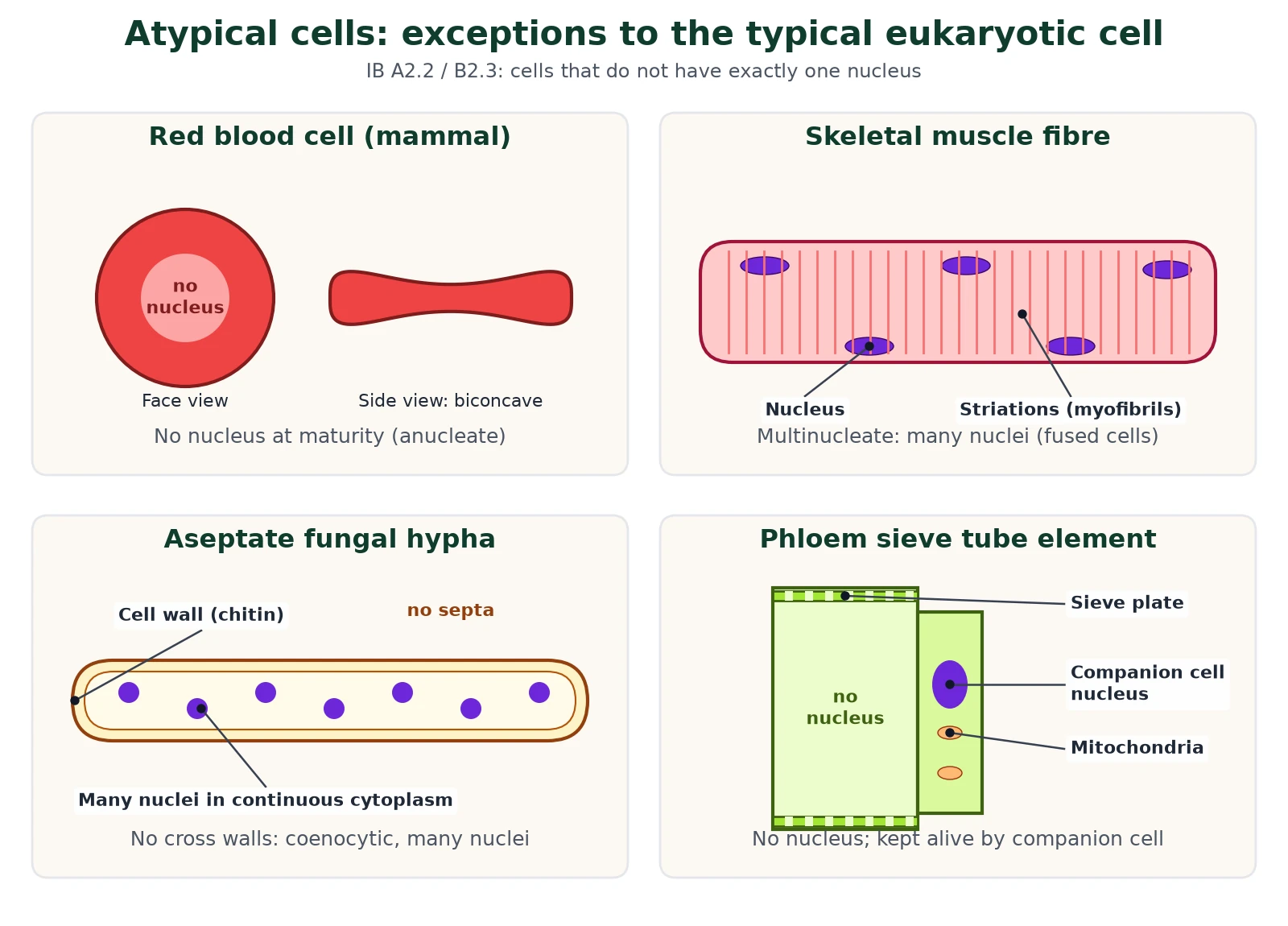 Cell structure exceptions: atypical cells shown as a red blood cell with no nucleus, a multinucleate skeletal muscle fibre, an aseptate fungal hypha with many nuclei and a phloem sieve tube element with its companion cell