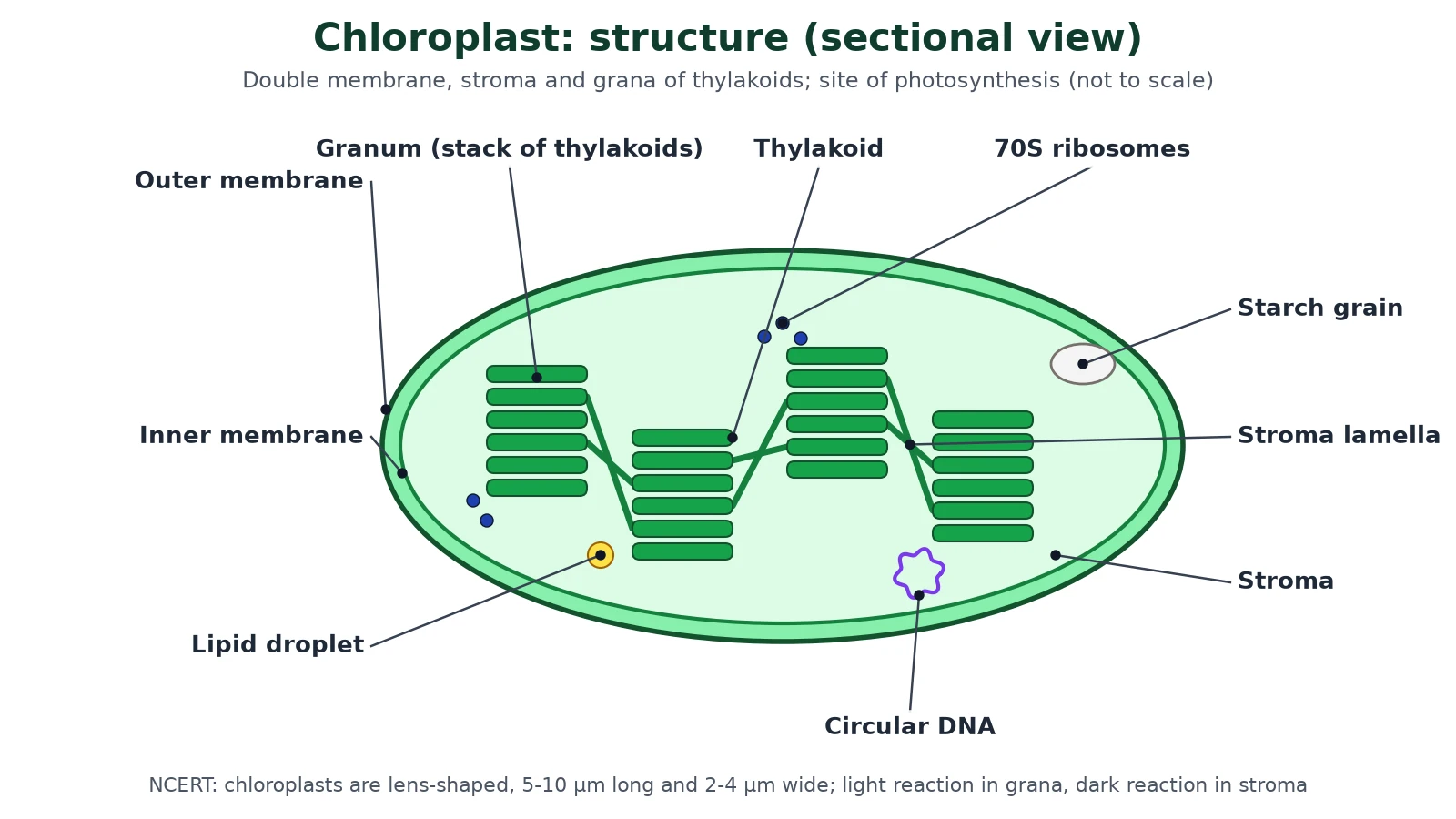 Cell structure of a chloroplast close-up: outer and inner membranes, stroma, grana made of thylakoids, stroma lamellae, starch grain, lipid droplet, 70S ribosomes and circular DNA