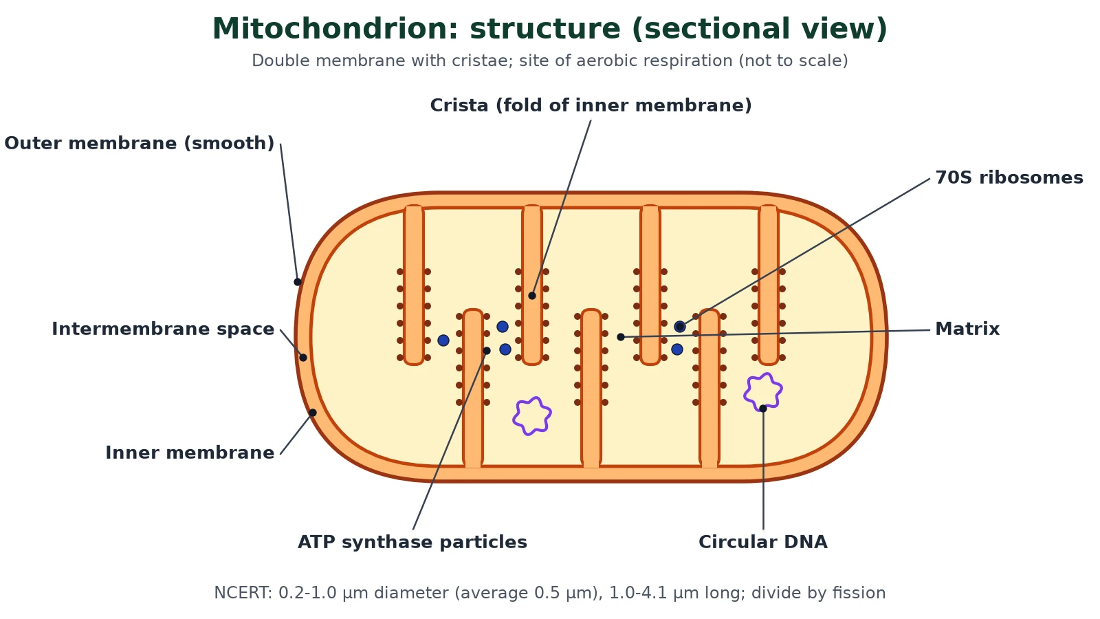 Cell structure of a mitochondrion close-up: outer membrane, inner membrane folded into cristae, intermembrane space, matrix, ATP synthase particles, 70S ribosomes and circular DNA