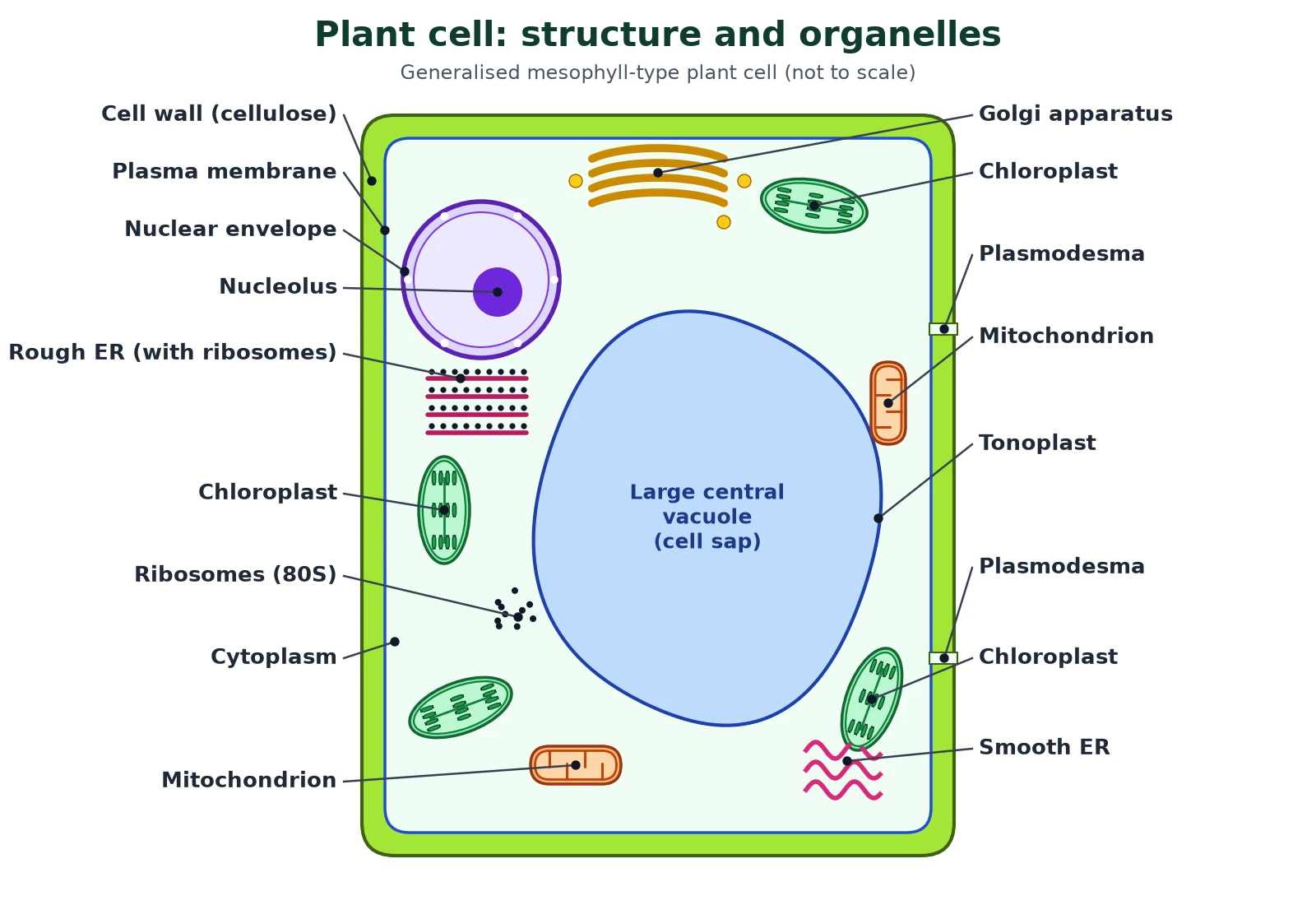 Cell structure of a plant cell: labelled diagram with cellulose cell wall, plasma membrane, large central vacuole and tonoplast, nucleus, chloroplasts, mitochondria, Golgi apparatus, rough and smooth ER and plasmodesmata
