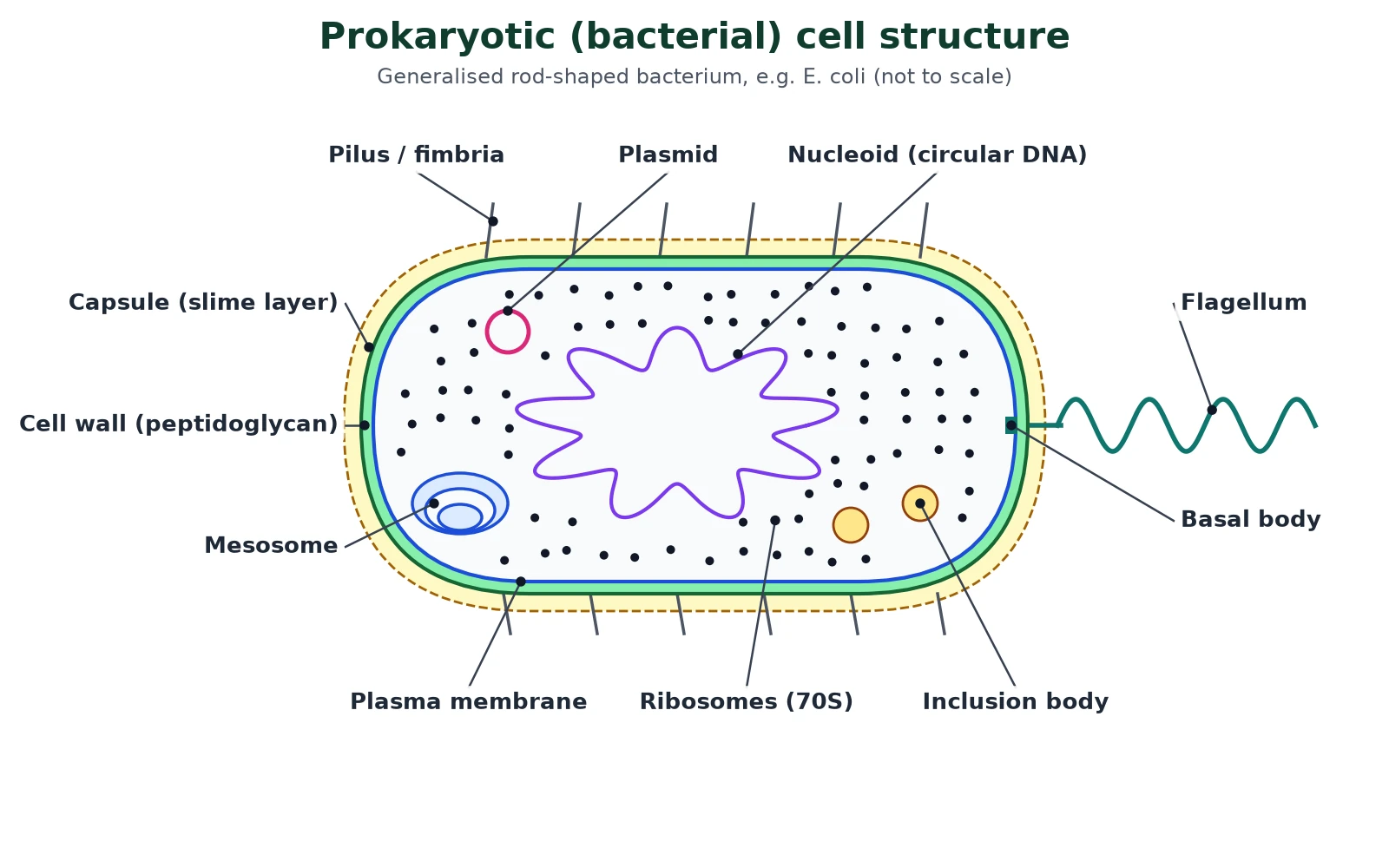 Cell structure of a prokaryotic bacterial cell: labelled diagram showing capsule, peptidoglycan cell wall, plasma membrane, mesosome, nucleoid, plasmid, 70S ribosomes, inclusion body, pili and flagellum