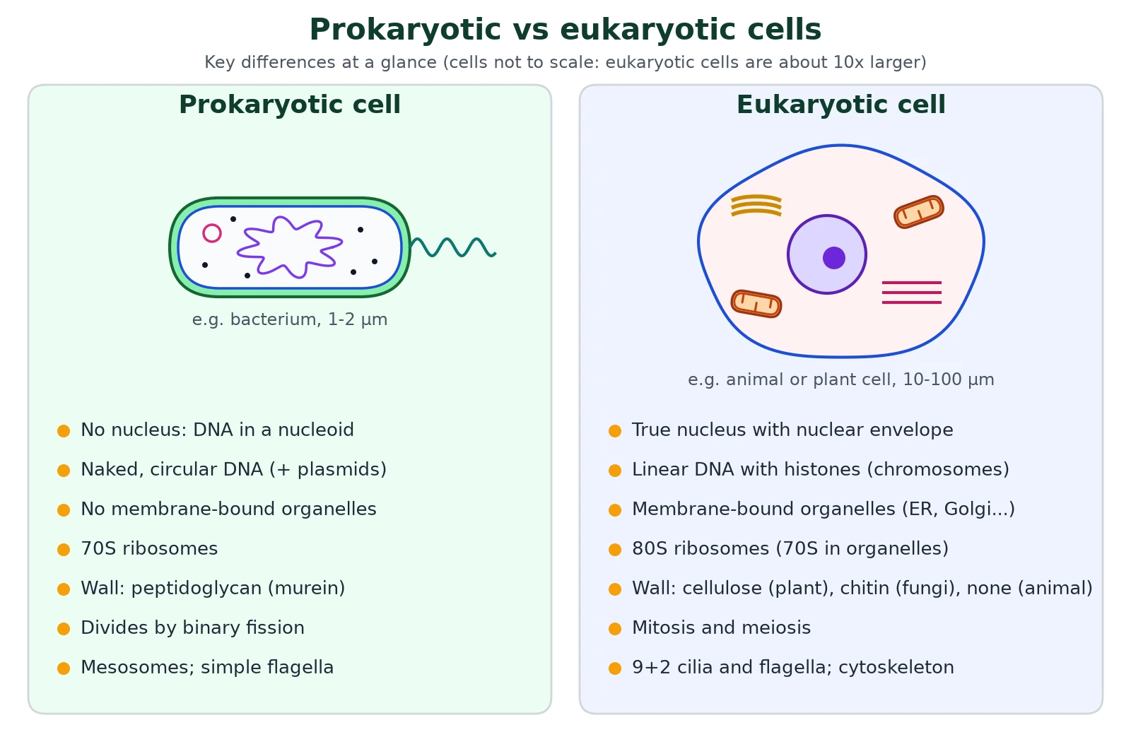 Cell structure comparison graphic of prokaryotic and eukaryotic cells: nucleoid vs true nucleus, naked circular vs linear DNA, 70S vs 80S ribosomes and membrane-bound organelles