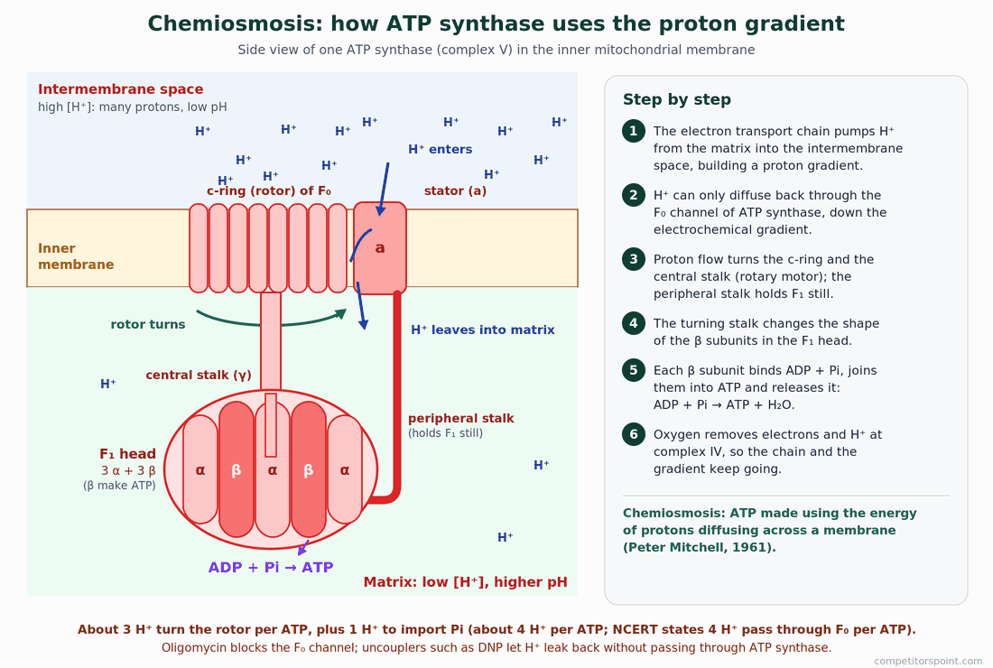 ATP synthase diagram: protons flowing through F0 turn the rotor so the F1 head makes ATP from ADP and phosphate