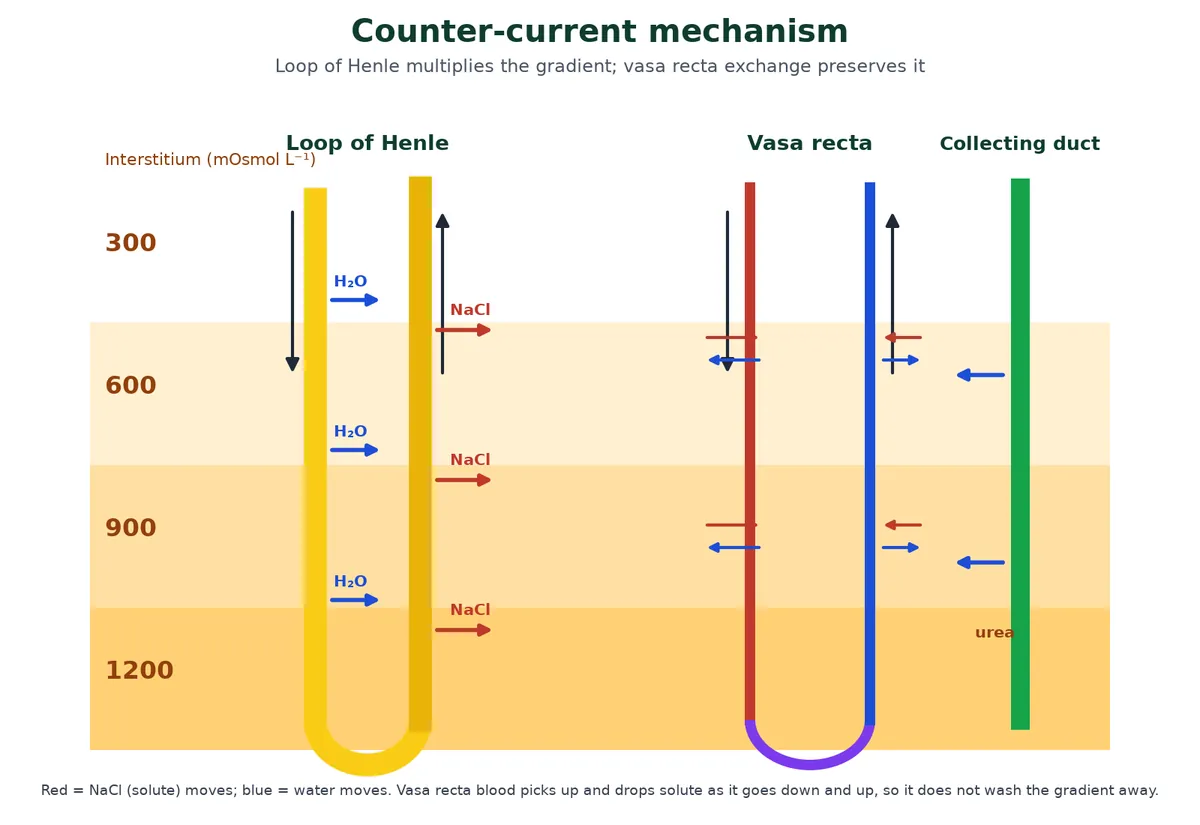 Counter-current mechanism: the interstitium of the medulla rises from 300 to 1200 milliosmoles per litre; water leaves the descending limb of the loop of Henle and NaCl leaves the ascending limb, blood in the vasa recta flows in the opposite direction exchanging solutes and water, and the collecting duct loses water and some urea into the medulla