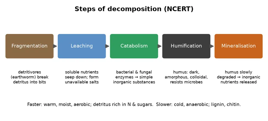 Flow diagram of five steps of decomposition: fragmentation, leaching, catabolism, humification, mineralisation