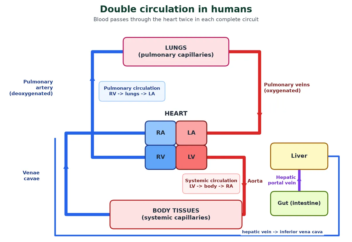 Double circulation diagram: the right ventricle pumps deoxygenated blood through the pulmonary artery to the lungs and pulmonary veins return oxygenated blood to the left atrium, the left ventricle pumps blood through the aorta to body tissues and venae cavae return it to the right atrium, with the hepatic portal vein from gut to liver