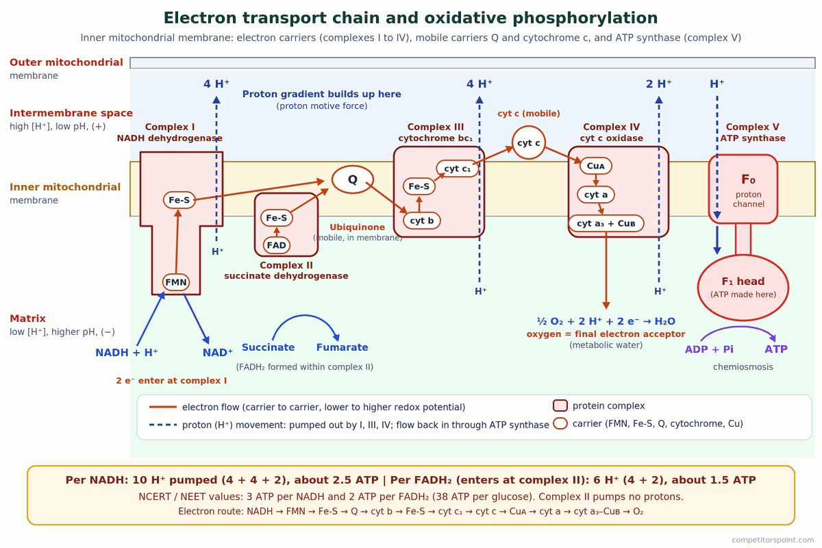 Electron transport chain diagram: complexes I to IV, ubiquinone and cytochrome c pass electrons to oxygen while protons flow through ATP synthase