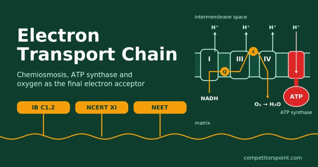 Electron transport chain: NADH passes electrons through complexes I, III and IV to oxygen while ATP synthase makes ATP