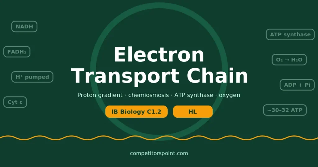 Electron transport chain: NADH passes electrons through complexes I, III and IV to oxygen while ATP synthase makes ATP