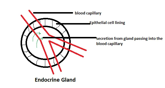 Simple drawing of an endocrine gland: epithelial cells lining the gland release their secretion directly into a blood capillary passing through it