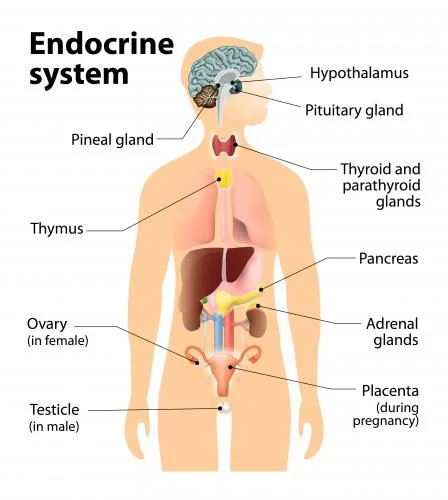 Human endocrine system showing the hypothalamus, pituitary, pineal gland, thyroid and parathyroids, thymus, adrenal glands, pancreas, ovaries in the female, testes in the male and the placenta during pregnancy