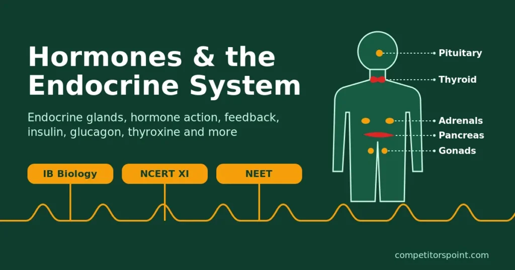 Endocrine system diagram showing pituitary, thyroid, adrenal, pancreas and gonads for IB and NEET Biology