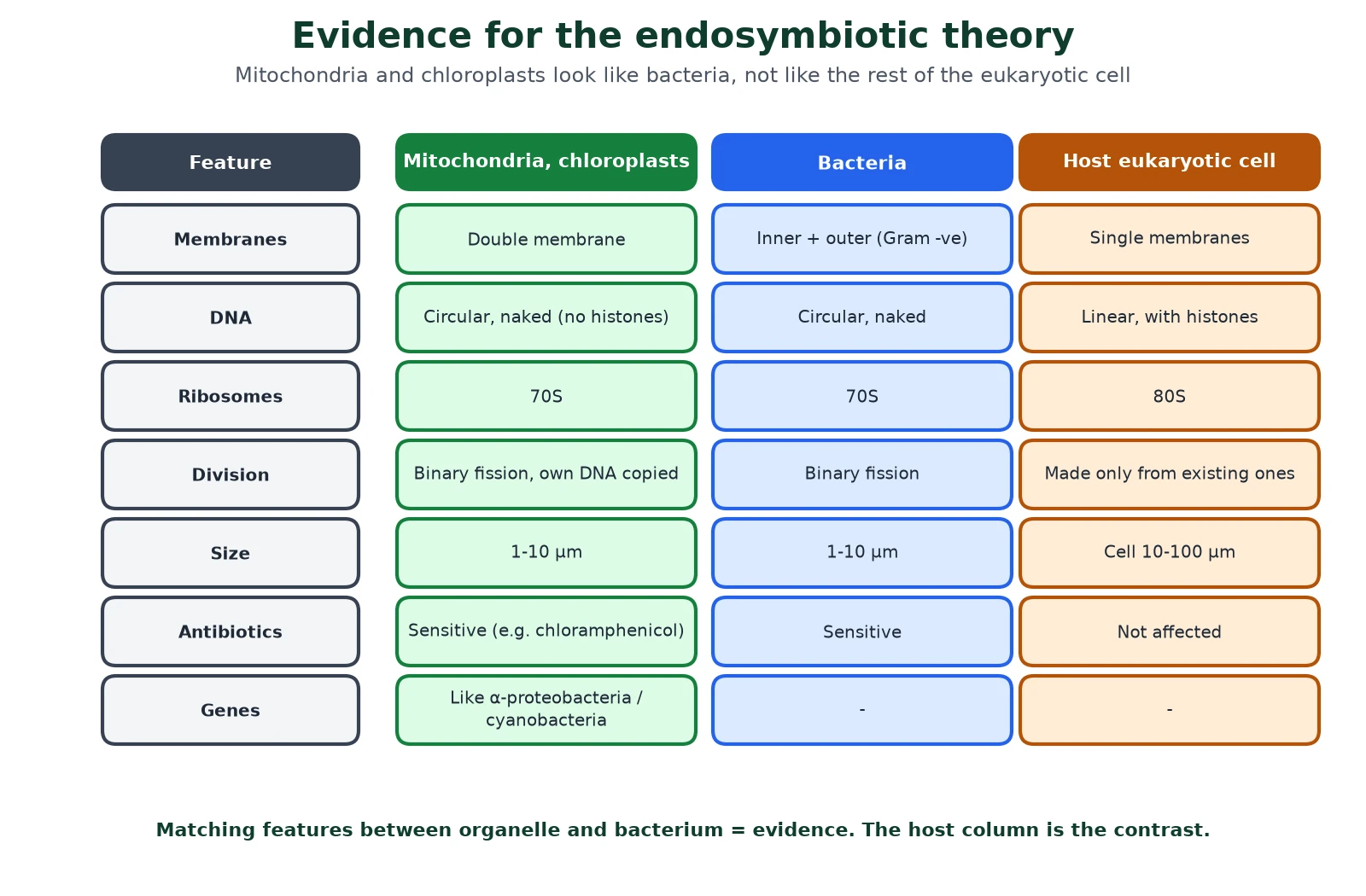 Evolution of cells evidence table for the endosymbiotic theory comparing mitochondria and chloroplasts with bacteria and the host eukaryotic cell for membranes, DNA, ribosomes, division, size, antibiotic sensitivity and gene sequences