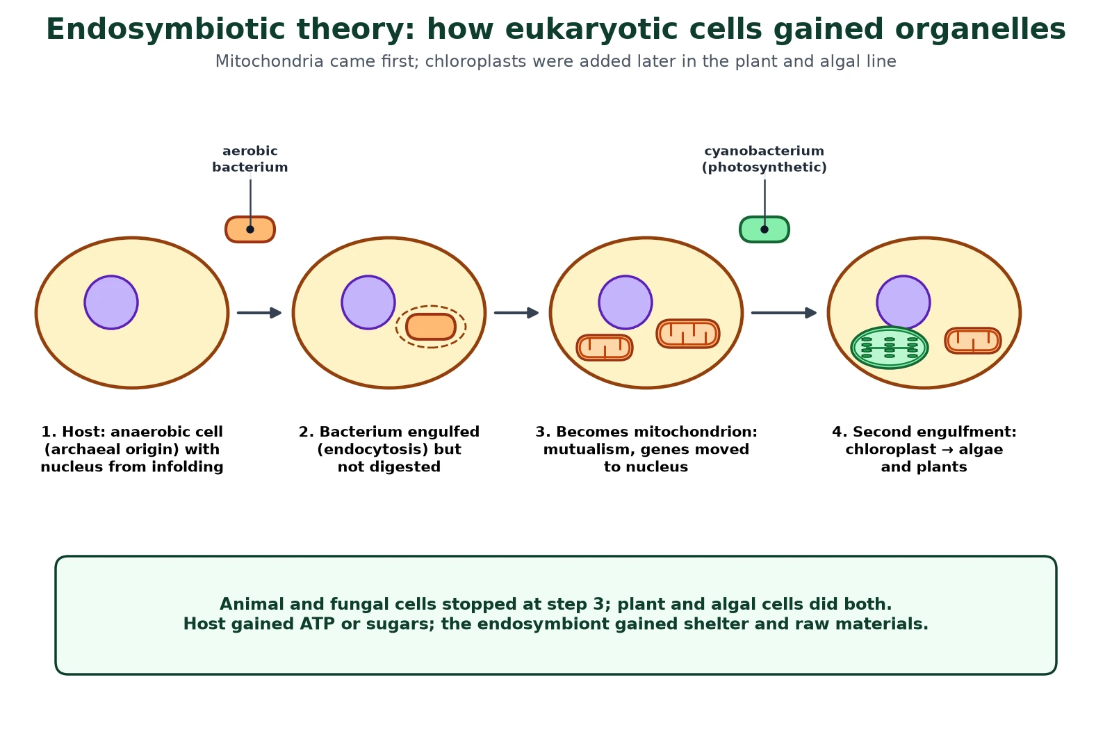 Evolution of cells diagram of the endosymbiotic theory sequence: an anaerobic host cell with a nucleus engulfs an aerobic bacterium which becomes a mitochondrion, then engulfs a photosynthetic cyanobacterium which becomes a chloroplast