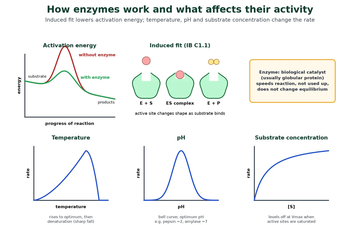 Enzyme activity diagram showing activation energy with and without an enzyme, induced fit of substrate in the active site forming an enzyme-substrate complex, and rate graphs for temperature, pH and substrate concentration