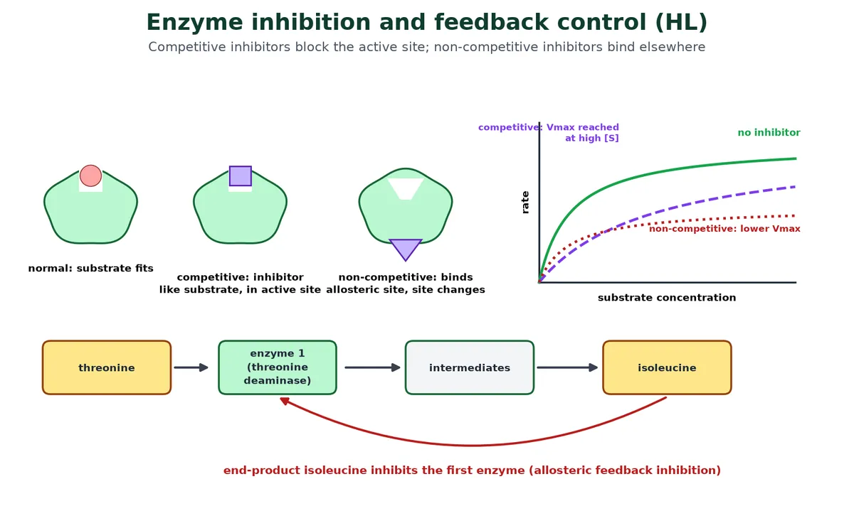 Enzyme inhibition diagram comparing a normal enzyme, a competitive inhibitor in the active site and a non-competitive inhibitor at an allosteric site, with rate against substrate concentration curves and feedback inhibition of threonine deaminase by isoleucine