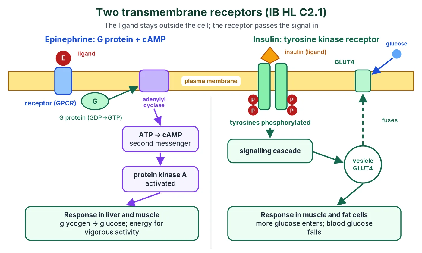 Two receptors: adrenaline binds a G protein-coupled receptor, activating a G protein, adenylyl cyclase, cAMP and protein kinase A to cause glycogen breakdown; insulin binds a tyrosine kinase receptor, tyrosines are phosphorylated and GLUT4 vesicles fuse with the membrane so glucose enters