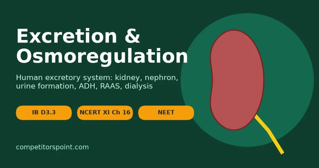 Excretion and osmoregulation title card with a kidney and ureter and IB D3.3, NCERT XI Chapter 16 and NEET labels