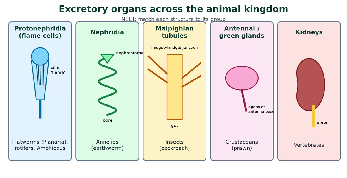 Excretory structures in animals: protonephridia with flame cells in flatworms, coiled nephridia in earthworms, Malpighian tubules on the gut of insects, antennal or green glands in prawns, and kidneys in vertebrates
