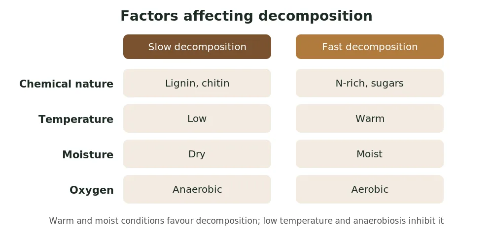 Factors affecting decomposition: lignin and chitin, low temperature, dryness and anaerobic conditions slow it; nitrogen-rich detritus, warmth, moisture and oxygen speed it up
