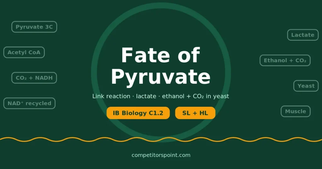 Fate of pyruvate: acetyl CoA via the link reaction, or ethanol + CO2 in yeast and lactate in muscle by fermentation