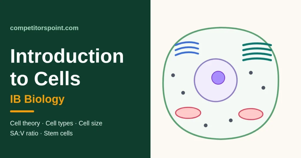 Introduction to cells IB biology: title card with a simple animal cell drawing with nucleus, mitochondria, ER and Golgi apparatus