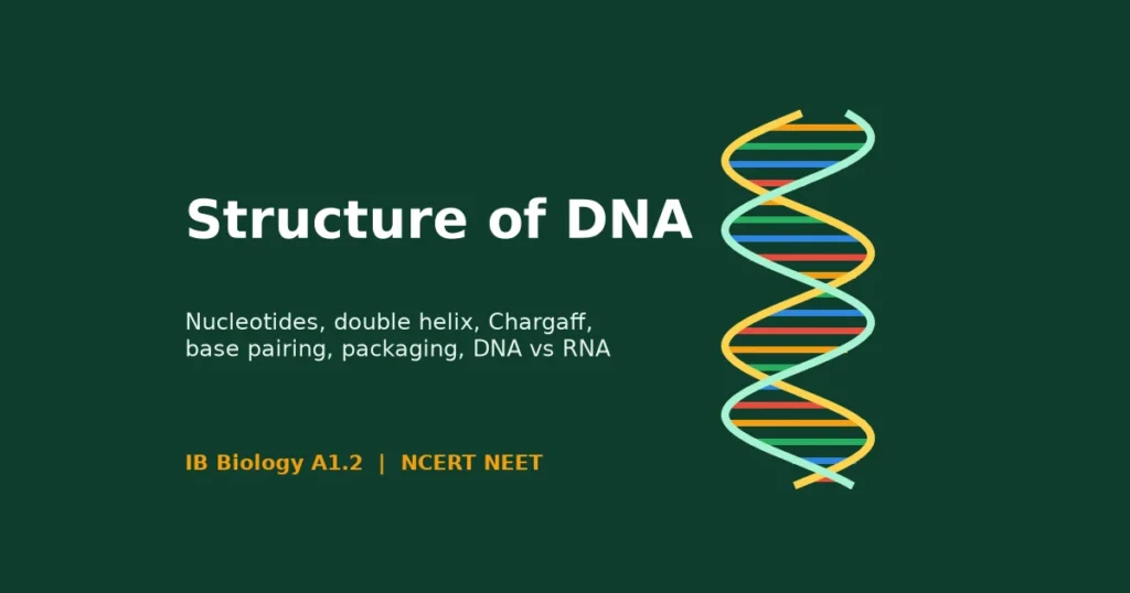 Structure of DNA: title card with a coloured double helix and the topics nucleotides, base pairing and packaging