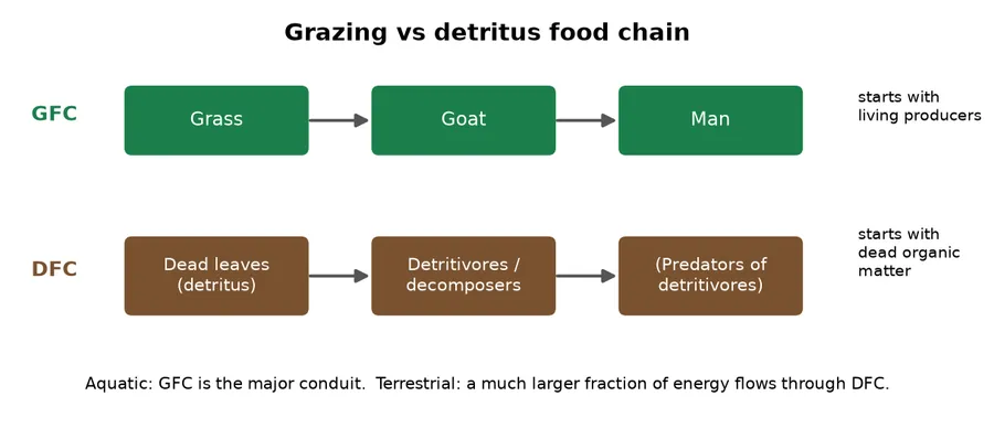 Diagram comparing grazing food chain grass goat man with detritus food chain from dead leaves