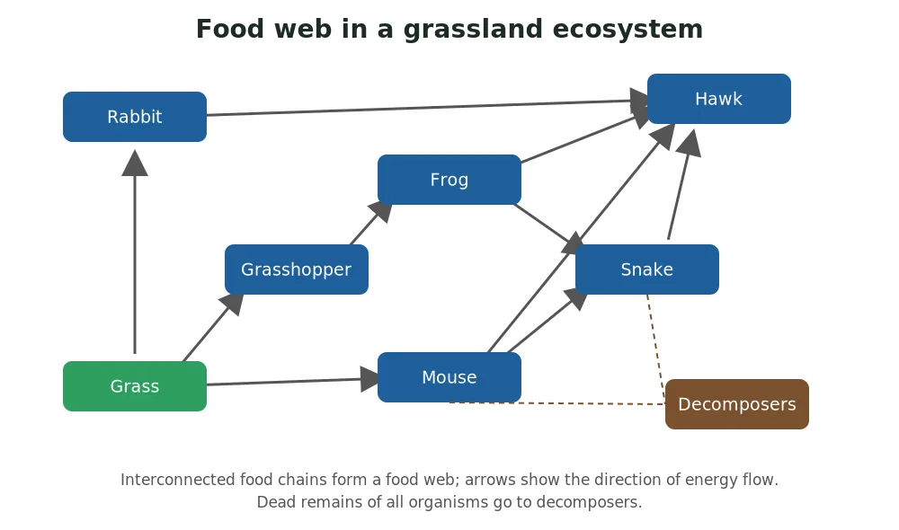 Grassland food web diagram showing interconnected food chains: grass eaten by grasshopper, rabbit and mouse, which are eaten by frog, snake and hawk, with decomposers