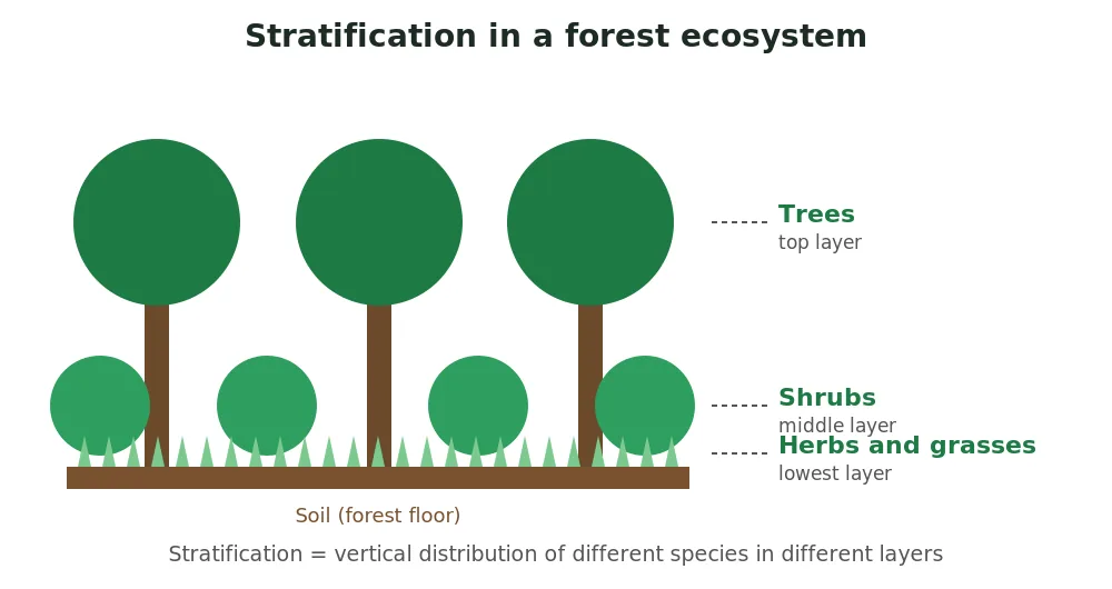 Forest stratification diagram showing vertical layers of an ecosystem: trees at the top, shrubs in the middle, herbs and grasses at the lowest layer