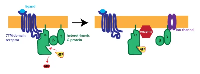 A seven-transmembrane receptor with a bound ligand activates a heterotrimeric G protein whose subunits then act on an enzyme or ion channel