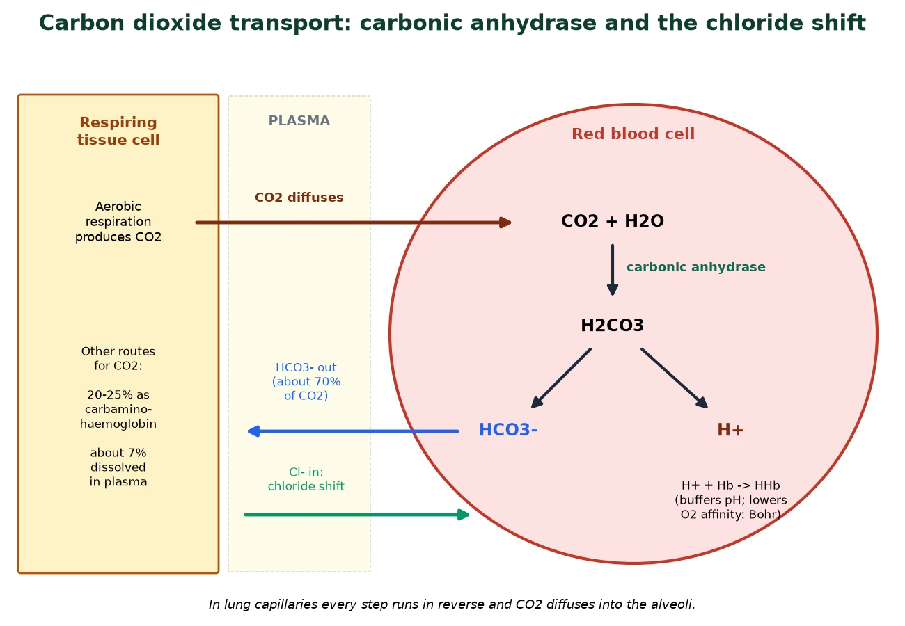 Gas exchange IB Biology carbon dioxide transport in a red blood cell with carbonic anhydrase, hydrogencarbonate ions and the chloride shift