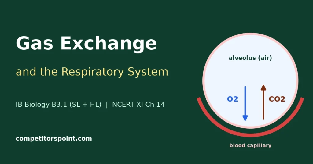 Gas exchange IB Biology featured image: alveolus and blood capillary with oxygen and carbon dioxide diffusing in opposite directions
