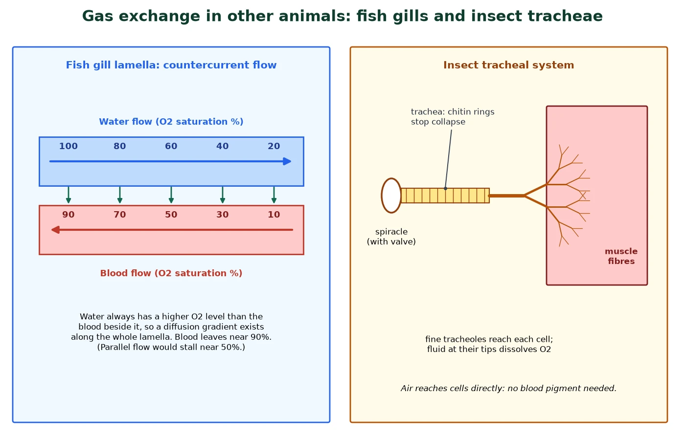 Gas exchange IB Biology comparison of countercurrent flow in a fish gill lamella and the tracheal system of an insect