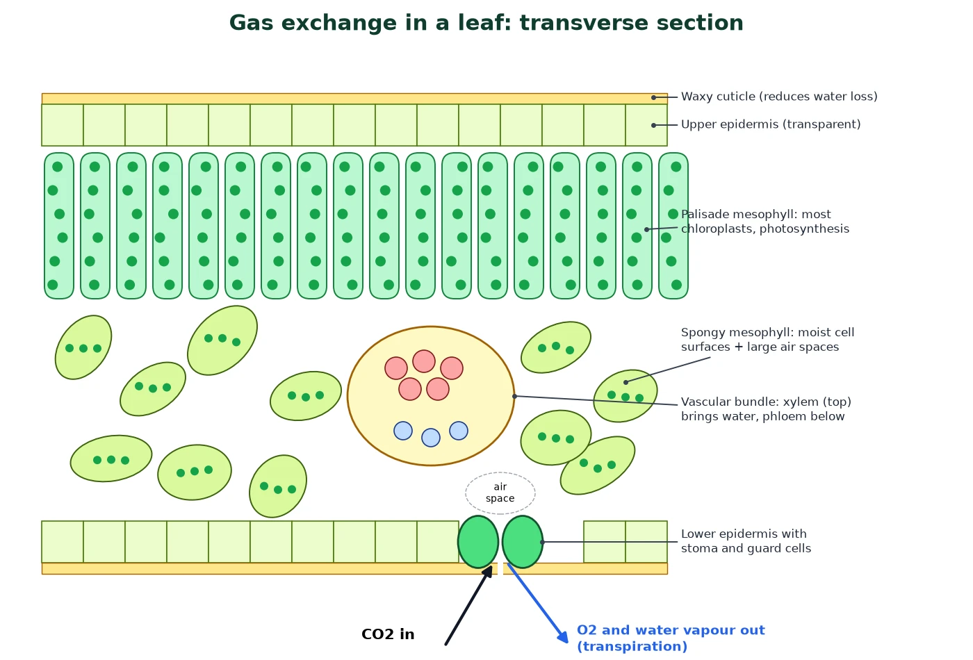 Gas exchange IB Biology transverse section of a leaf with cuticle, palisade and spongy mesophyll, air spaces, vascular bundle and stoma
