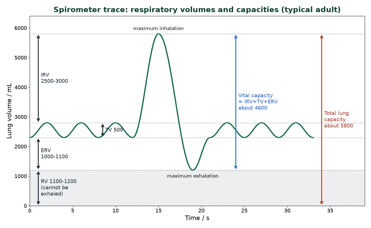Gas exchange IB Biology spirometer trace showing tidal volume, inspiratory and expiratory reserve volumes, residual volume and vital capacity