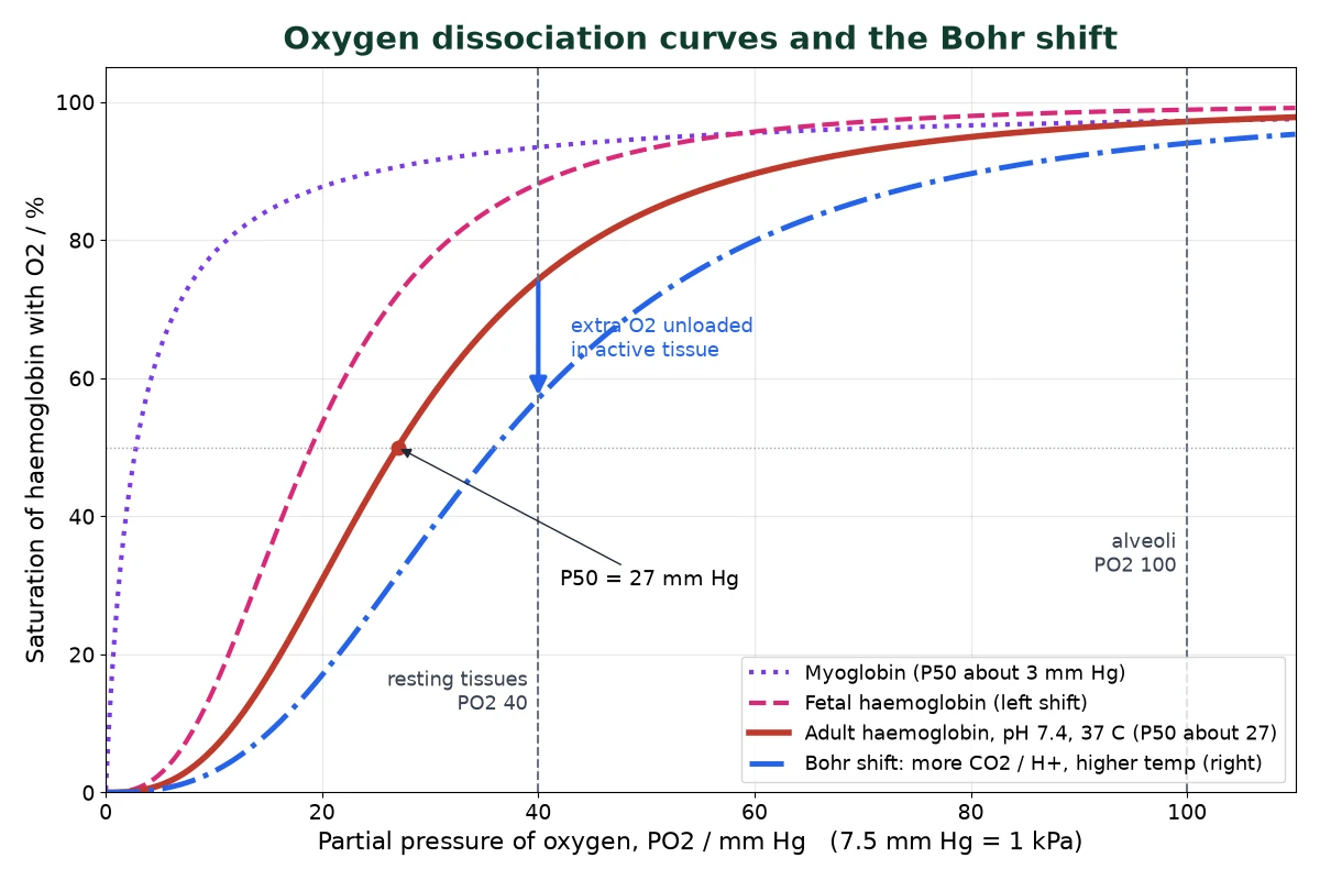 Gas exchange IB Biology oxygen dissociation curve for adult haemoglobin with Bohr shift, fetal haemoglobin and myoglobin curves