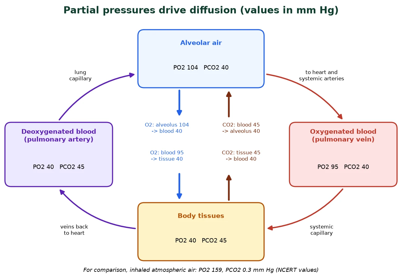 Gas exchange IB Biology partial pressure map of oxygen and carbon dioxide in alveoli, blood and body tissues in mm Hg