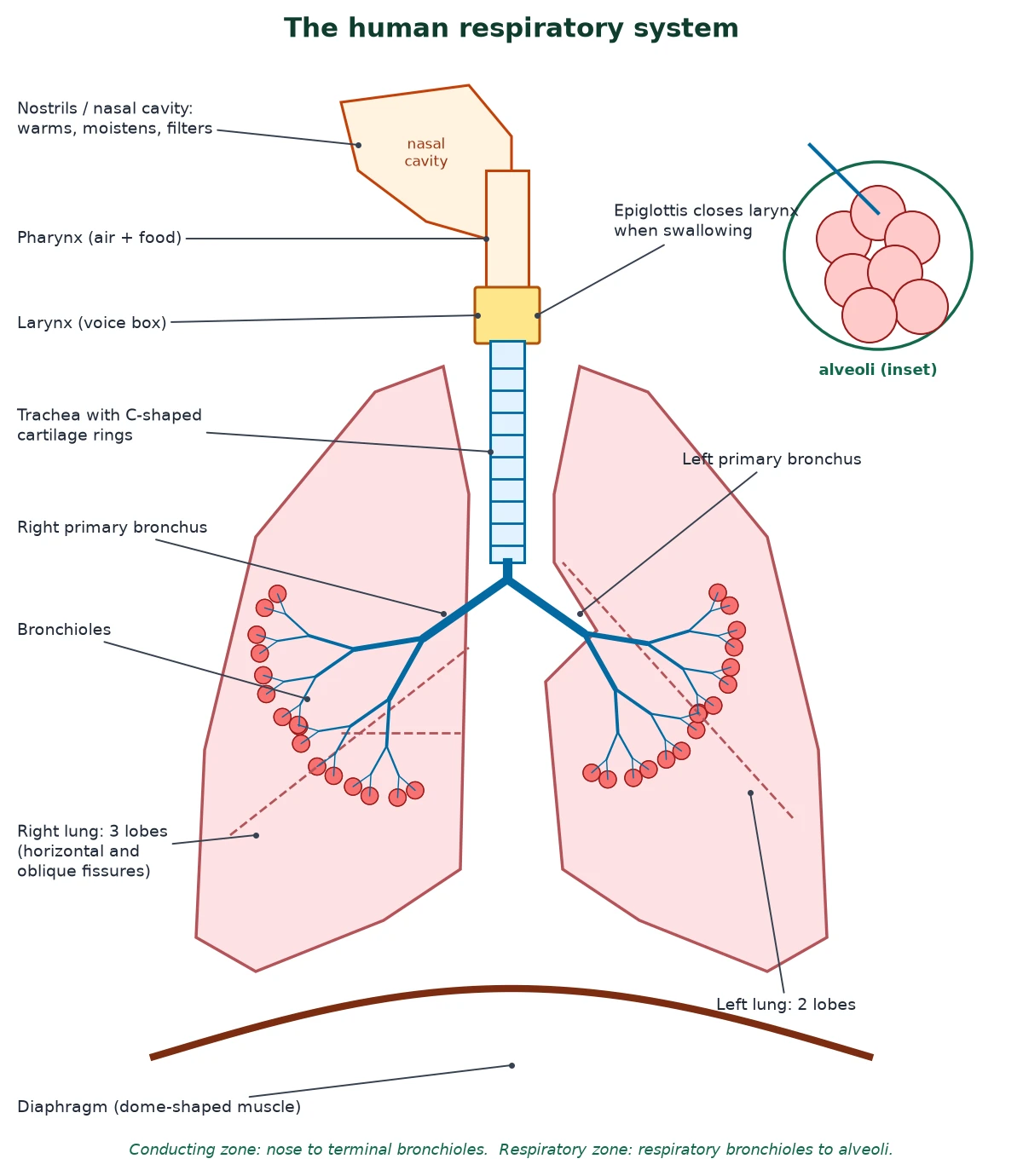 Gas exchange IB Biology diagram of the human respiratory system from nasal cavity, pharynx and larynx to trachea, bronchi, bronchioles, alveoli and diaphragm