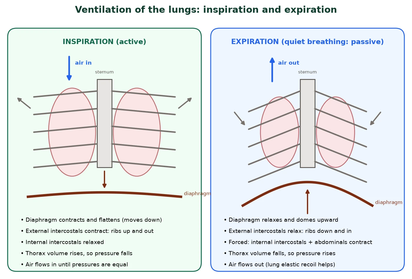 Gas exchange IB Biology comparison of inspiration and expiration showing diaphragm, external intercostal muscles, ribs and air flow