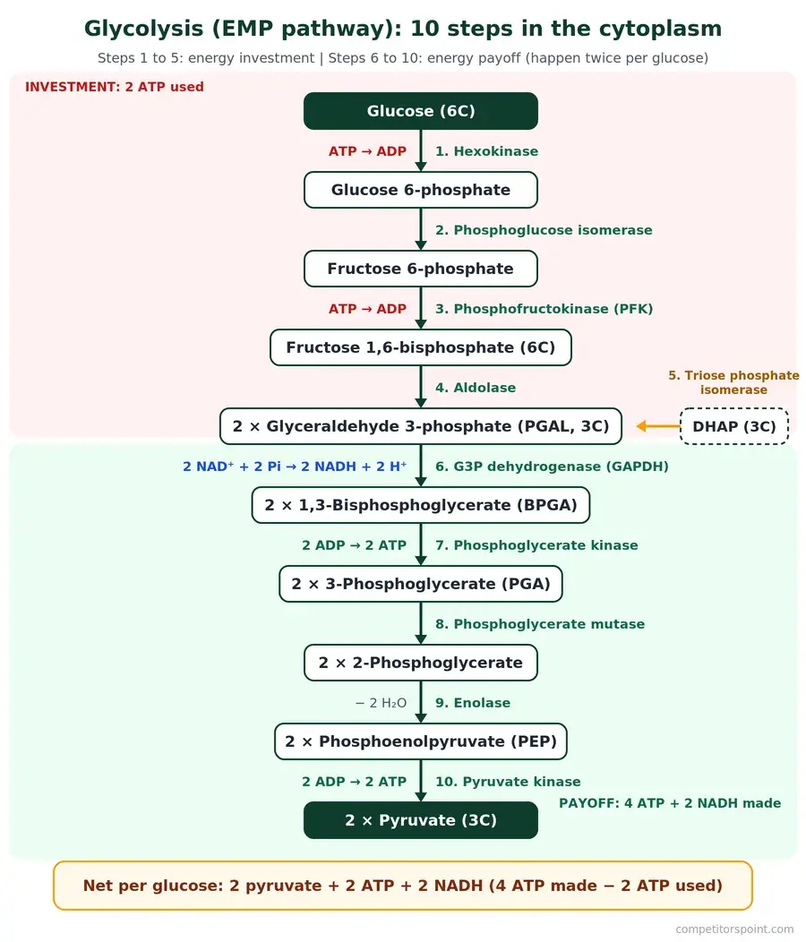 Glycolysis pathway diagram showing the 10 steps from glucose to pyruvate with enzymes, ATP used and made, and NADH