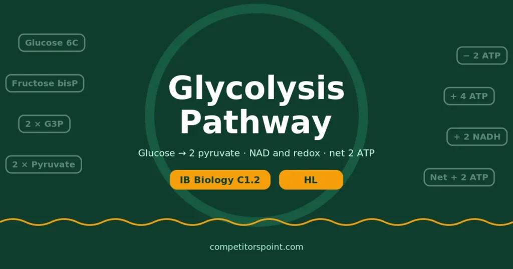 Glycolysis pathway: glucose split into two pyruvate with NAD reduced, 2 ATP used and 4 ATP made, for IB Biology C1.2