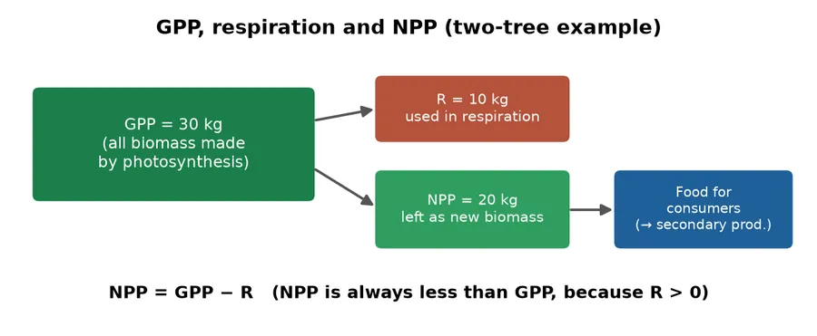 Diagram showing GPP of 30 kg split into respiration 10 kg and NPP 20 kg