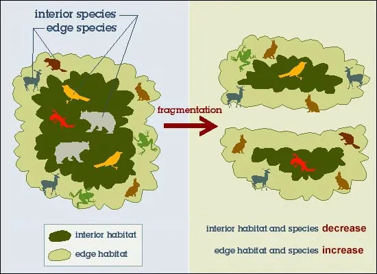 Habitat fragmentation as a cause of biodiversity loss