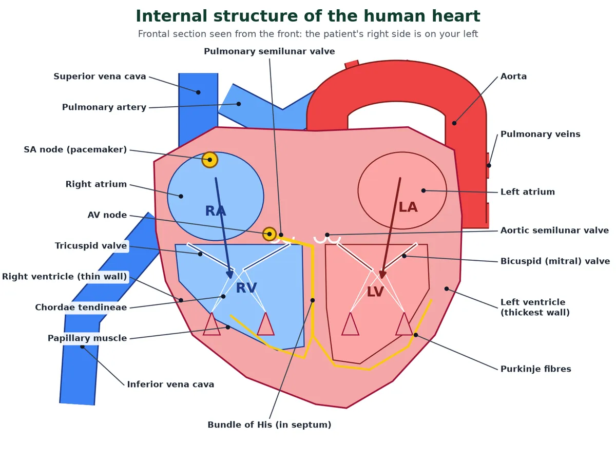 Internal structure of the human heart in frontal section: right and left atria and ventricles, tricuspid and bicuspid valves with chordae tendineae and papillary muscles, semilunar valves, venae cavae, pulmonary artery and veins, aorta, and the SA node, AV node, bundle of His and Purkinje fibres