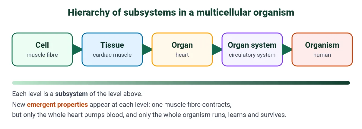 Hierarchy of subsystems in IB Biology integration of body systems: cell, tissue, organ, organ system and organism, with emergent properties at each level